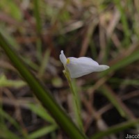 Utricularia caerulea L.